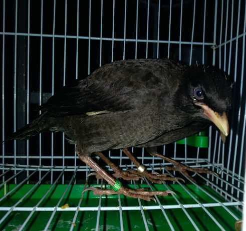 如何分辨八哥鸟是公是母(图片)