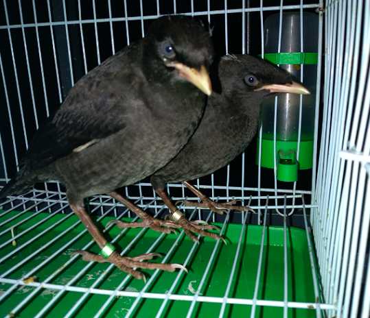 小八哥鸟毛长齐要多长时间啊？谢谢