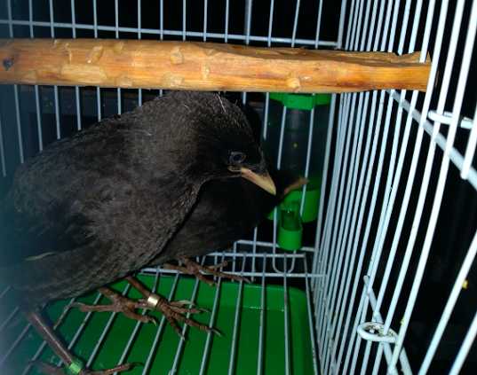 如何喂养八哥雏鸟？