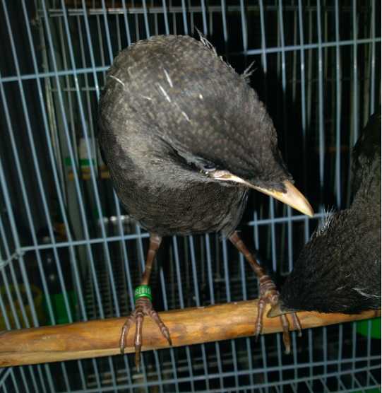 八哥幼鸟吃什么