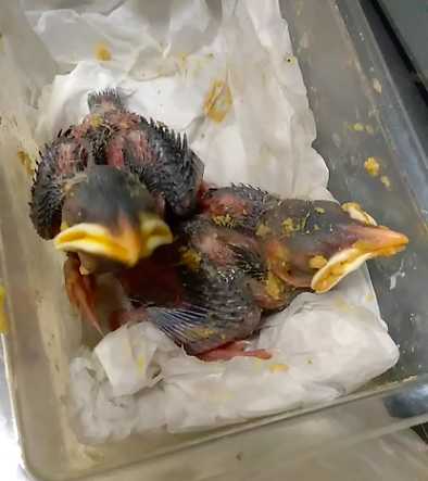 关于八哥鸟喂养方法