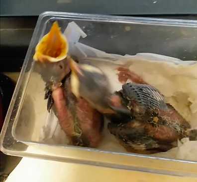 八哥头上的凤头分不分雄雌之分,一般多长时间长出来