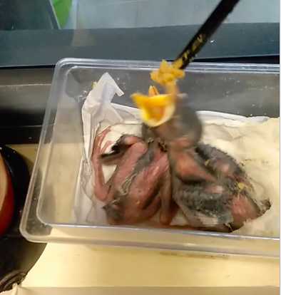 海南八哥和八哥谁大