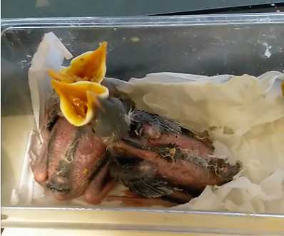 我八哥14岁的女儿：长大后励志嫁给印度男人