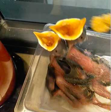 海南八哥雏鸟怎么养？