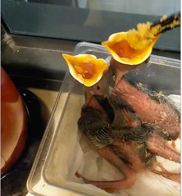 在花鸟市场买了个八哥，但是别人都说是野鸟有大神能帮忙鉴定下嘛？