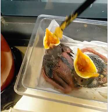 八哥最多一天出壳几个?和一天只能产一个蛋是吗？