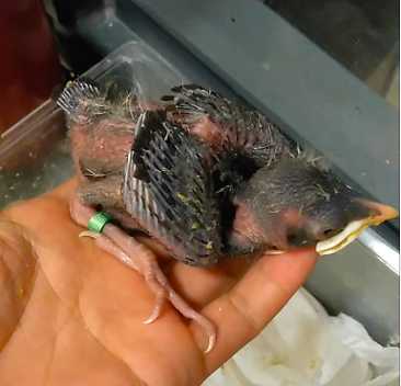 八哥雏鸟怎么养