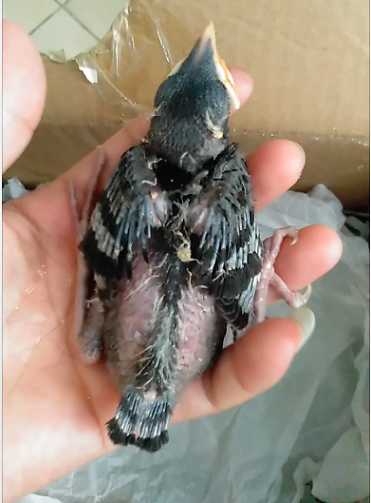 小八哥雏鸟要怎么喂水和喂食，每天要喂几次水和食？