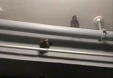 海南八哥雏鸟怎么养？