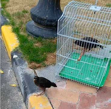 海南八哥雏鸟怎么养?