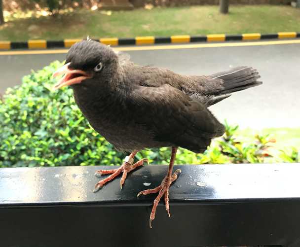 八哥鸟用多大的脚环