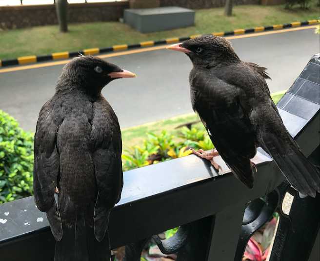 海南八哥雏鸟怎么养？