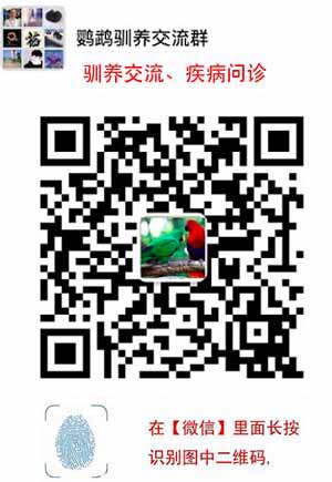 养动物好伤心，我家的小鹦鹉跑了~~~~~